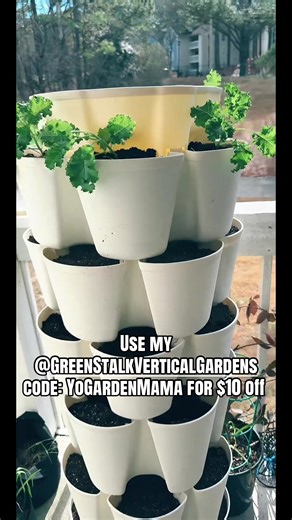 #tiktoklive #gardening #yogardenmama#greenstalk#kale | Kale Plant