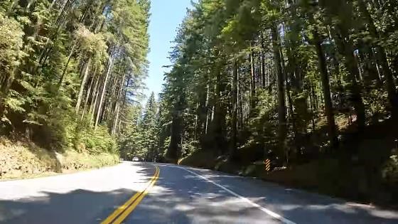How the Redwood Highway takes you beneath the world’s tallest trees