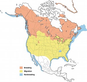Ask the Scientist - National Loon Center Foundation