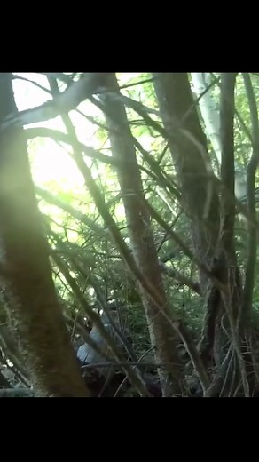 4.7K views · 90 reactions |  GOTCHA! | WOLF | Facebook