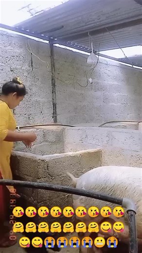 Feeding a Large Pig in a Rustic Barn Setting