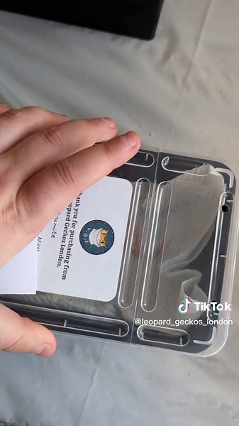 Shipping Mishaps: What Happens When a Gecko Can't Be Shipped?