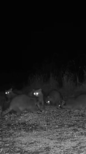 Five Giant Raccoons at the Feeder at Night. Nocturnal Feeding Behavior Caught on Trail Camera