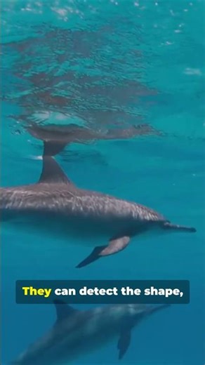 Dolphins Can See With Sound 🐬 | Insane Animal Abilities #shorts
