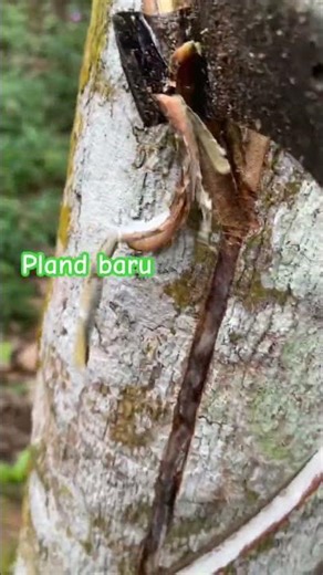 #pyp #pypy #berandayoutube #petanikaret #karet #petanimilenial #petanimuda