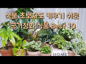 초보자도 키우기 쉬운 공기정화 식물 Best 10🍀직접 키워본 식물들 중 추천해드려요