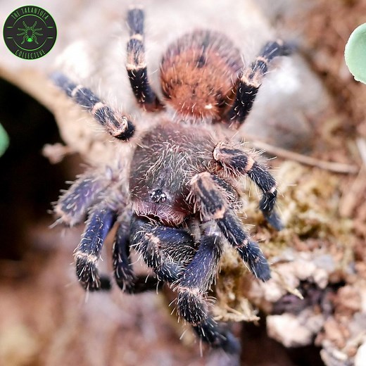 Gold Banded Sunburst Dwarf Tarantula (Neischnocolus sp. Panama) Care — The Tarantula Collective