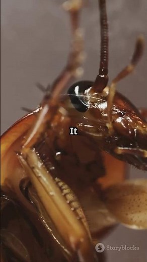 “Cockroach Can Live Without Its Head – Here’s How!”
