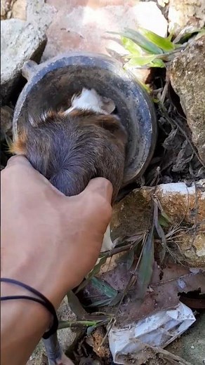 This Cute Animal Hides Inside a Jar Here’s Why! #trending #animals #viral #fyp #nature #shorts #fun