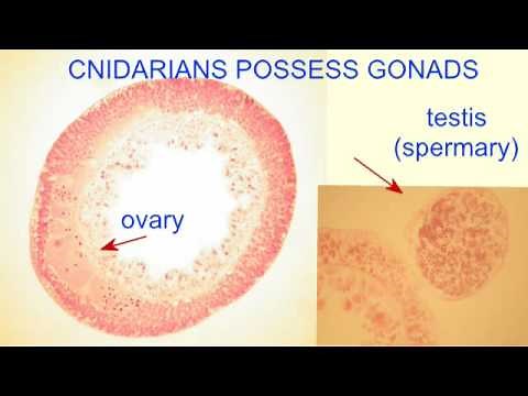 STAGES OF CNIDARIAN LIFE CYCLE