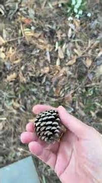 Pinus nigra - Austrian pine - Eva Monheim 2026 03 18 #conifers #trees #gardening #wildlife #foryou