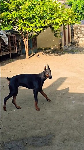 The European Doberman: A Complete Overview