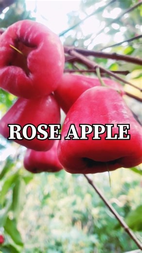 Fresh Rose Apple Harvest: Why This Exotic Water Apple Is The Ultimate Refreshing Summer Super-food 🍎