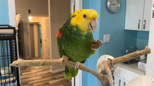 1.3K views · 127 reactions | Penni is a double yellow headed amazon...