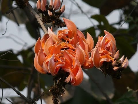 Amazing and Most Beautiful Palash Flowers | Butea monosperma