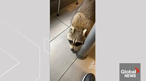 54K views · 226 reactions | WATCH: In a social media post that has gone viral, a raccoon was seen wandering in a McDonald’s in Scarborough, Ont., over the weekend. The raccoon can be seen pecking at a man's shoe before a worker tries to remove the perpetrator from under the table using a broom, while a customer can be heard in the background telling the workers to get the raccoon a burger. Also see: https://globalnews.ca/tag/raccoon/ | Global News | Facebook