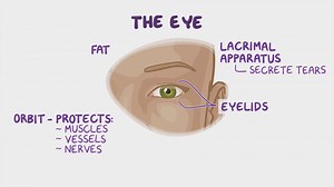 Video: Anatomy of the eye - Video Explanation! | Osmosis | Osmosis