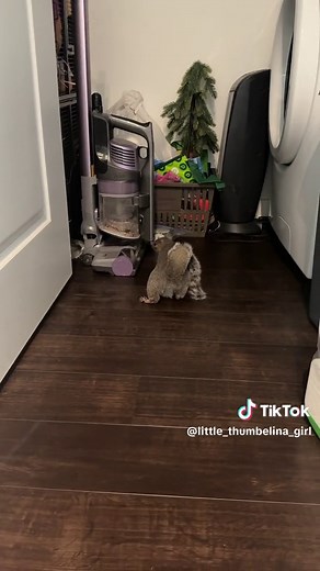 The Dramatic Squirrel & Frog Encounter: Thumbelina's Moment