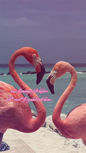 why did albertsstuff have to symbolized flamingos and ruin them for everyone... now I will never see them the same.. :// (/ref /j ofc) #albert #flamingo #albertaretz #albertspenceraretz #mrflimflam