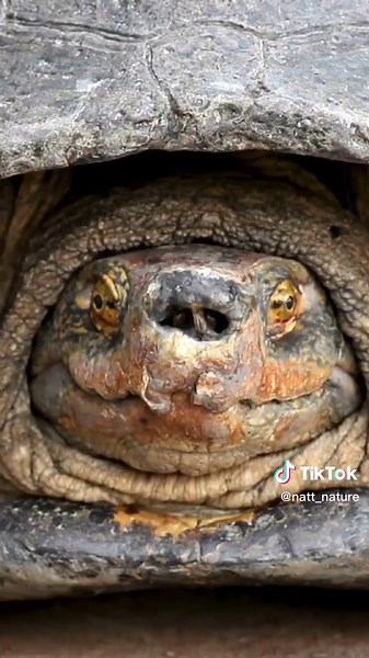 Closeup of shy turtle hiding in his shell