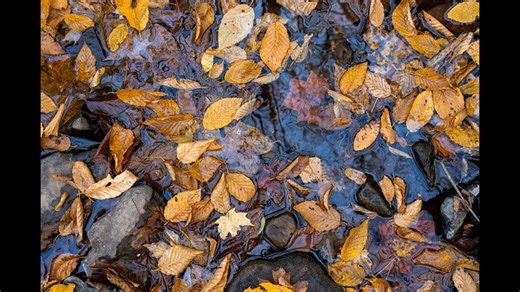 Discover DLF Photo �Fall, warm colors for you home�Discount Code PPJAEV | DLF Photo Studio and Gallery | Facebook