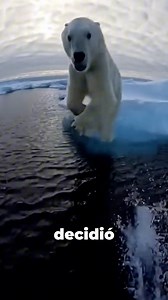 Un oso polar persigue a un humano… | Nokko Wild