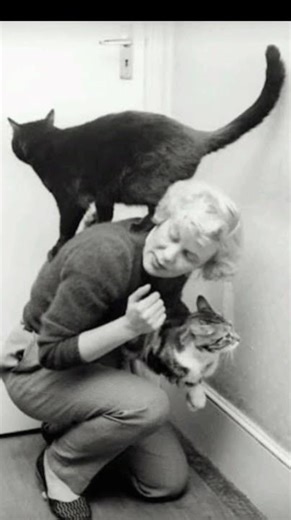 Vintage photos of cats are just adorable #history #art