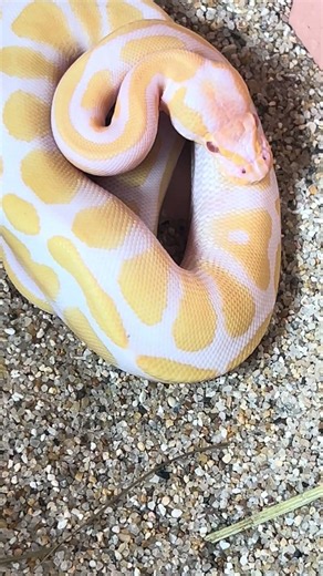 🐍 BALL PYTHON CARE & EDUCATIONAL GUIDE