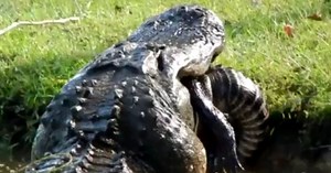 Caught on Tape: Alligator Devours Another Alligator in Shocking Video