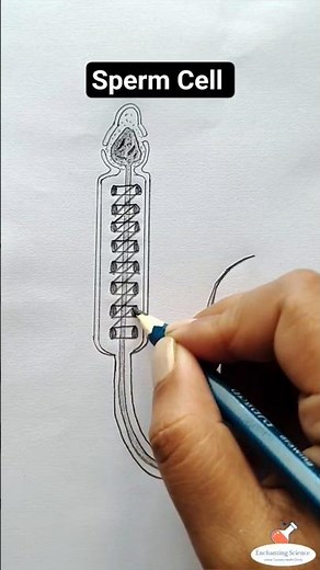 How to Draw and Label the Structure of a Sperm | Biology Tutorial | #sciencedrawing #biologydiagram
