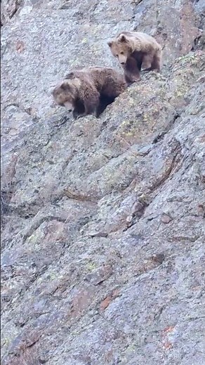 Himalayan Brown Bears In India| Post Hibernation, Drass Ladakh | 4K Video | Wild Wonders Expeditions