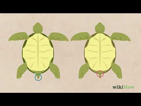 How to Tell If a Turtle Is Male or Female