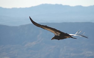 More endangered California condors soon will soar | Cronkite News