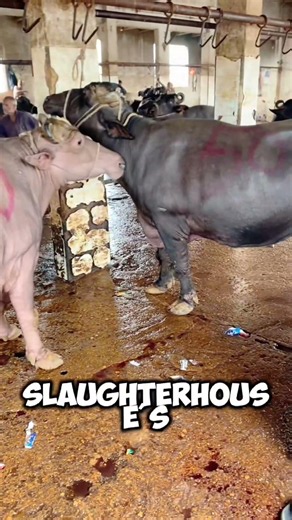 Inside the Slaughterhouse: An Unseen Industry #shorts #animals #buffalo #usashorts #ytshorts #foryou