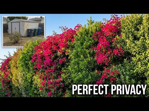 Hide Your Ugly Neighbors With These 10 Shrubs