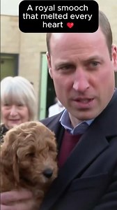 Prince William’s Adorable Smooch with a Therapy Dog 🐶💋👑