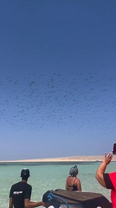 Ha most Egyiptom felett láthatjuk őket, az azt jelenti, hogy már átkeltek a Földközi-tengeren a Boszporusznál, és a Nílus völgyét követve haladnak dél felé. Innen még több ezer kilométer vár rájuk, de már közelebb vannak afrikai telelőhelyeikhez. 🌍✨ Hihetetlen erő és szépség van abban, ahogy ezek a madarak együtt, évről évre megtalálják útjukat. 🪶🥹 🔹 A sorrend nagyjából így néz ki a keleti útvonalon: 1. Magyarország / Balkán 2. Törökország (Boszporusz, Márvány-tenger környéke) 3. Közel-Kelet