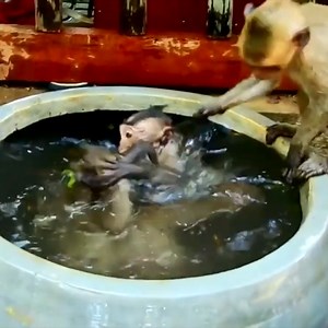 Baby monkey was swimming in a large water tank when the evil monkey pressed his head into the water | Wilderness TV9