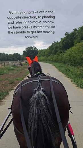 I love a project pony! #stubblefield #cob #horsesoftiktok #equineservices #fyp #equinelife #welshpony #carriagedriving