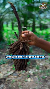 744K views · 13K reactions | Découvrez l’importance de la fleur du palmier à huile. #Fleur #Palmier #Huile | Agriculteurs Modernes | Facebook