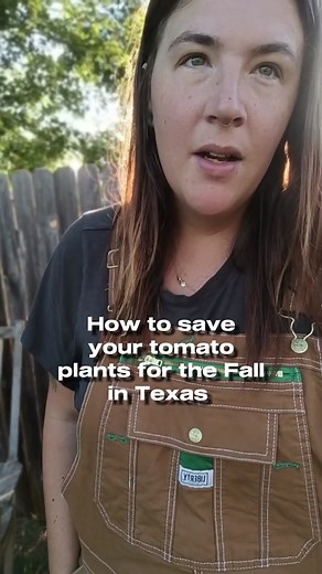 Growing Fall Tomatoes in the South: A Guide