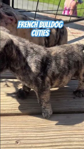 The Most Stunning French Bulldog Puppies