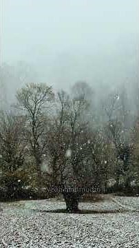 Deep Sleep Meditation 🌙✨ | Relaxing Night Sounds to Help You Fall Asleep Fast