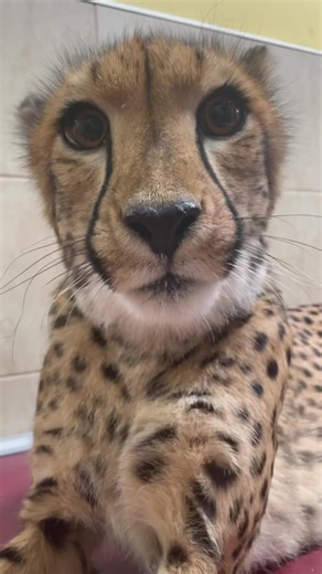 42K views · 5.7K reactions | Sound up to hear some loud purrs from Rozi. This great video is brought to you by Great American Insurance Group. | Cincinnati Zoo & Botanical Garden | Facebook