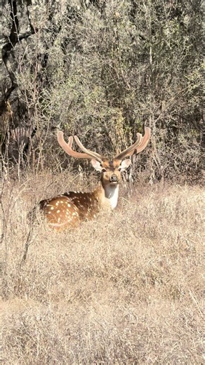 This Axis buck is shaping up nicely!!