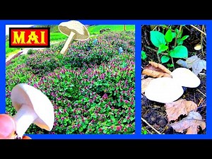 Mairitterlinge im Garten gefunden 🍄 Maipilze | Maischwammerl. Essbare Pilzart, Gattung Ritterlinge