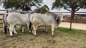 29K views · 1.9K reactions | Talk about a group of bulls! Full of depth, bone, muscle, docility... these Fall of 2022 bulls are ready to make an impact on your head! Come out to the J.D. Hudgins Ranch to see these bulls for yourself! #JDH #JDHudgins #Genetics #Bone #Muscle #Brahman #Manso #Beef #Hungerford #Texas #Bulls #Agriculture #Ranch | J.D. Hudgins Inc. | Facebook