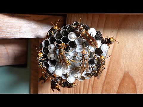Safe Relocation of Paper Wasps: A Natural Pest Control Solution