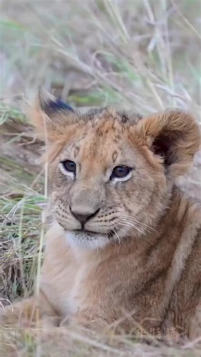 8K views · 237 reactions | There are three stages of male lion growth #lion #wildlife #lionking #lions #animals #love #nature #art #africa #tiger #king #photography #tattoo #lioness #safari #wildlifephotography #liontattoo #animal #cat #bigcats #instagram #leo #wild #lionsofinstagram #l #instagood #naturephotography #zoo #cats #bigcat | King - Forest | Facebook