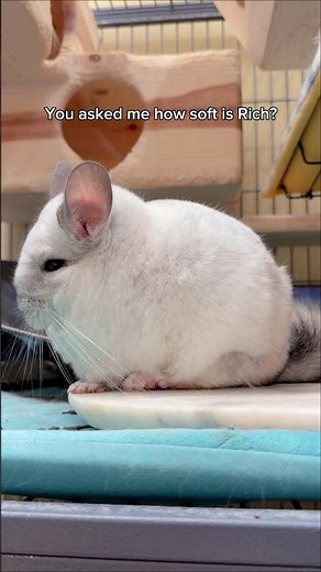 This Is What Peak Chinchilla Softness Looks Like